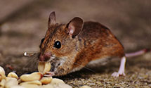24 Hour & Emergency Exterminators in Ada, MN